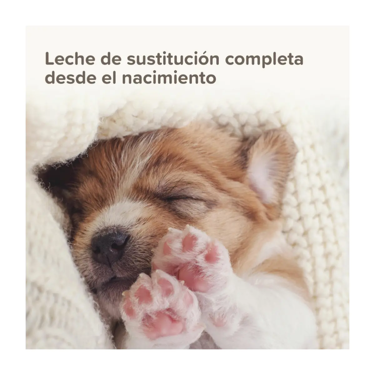 Beaphar Lactol x 250gr - Leche en polvo cachorros - Imagen 3