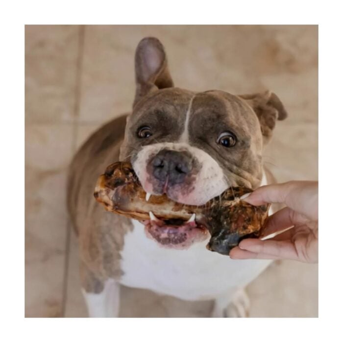 Barker Hueso Fémur de Cerdo Deshidratado - Snack para perros - Imagen 2