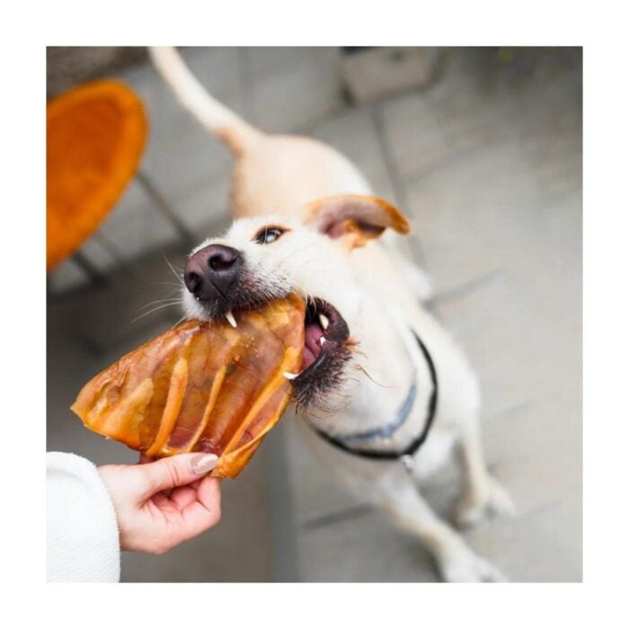 Barker Long Lasting Orejas de Cerdo x 4un - Snack para perros - Imagen 2