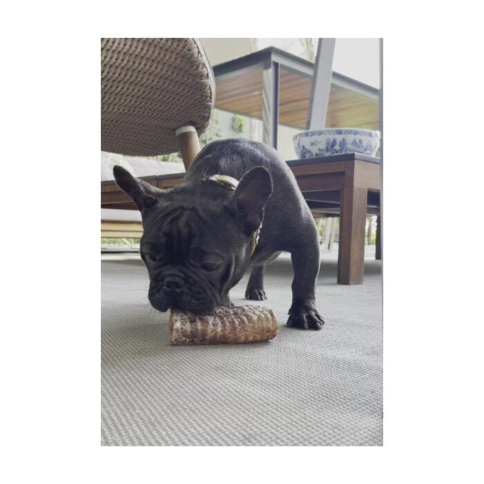 Barker Long Lasting Traquea de Res - Snack para perros - Imagen 2