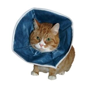 Kruuse Buster Collar Isabelino Desechable