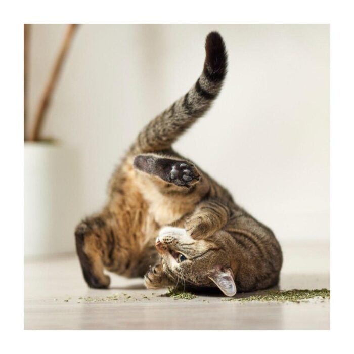 Qhali Pets Catnip tubo 8gr - Imagen 3