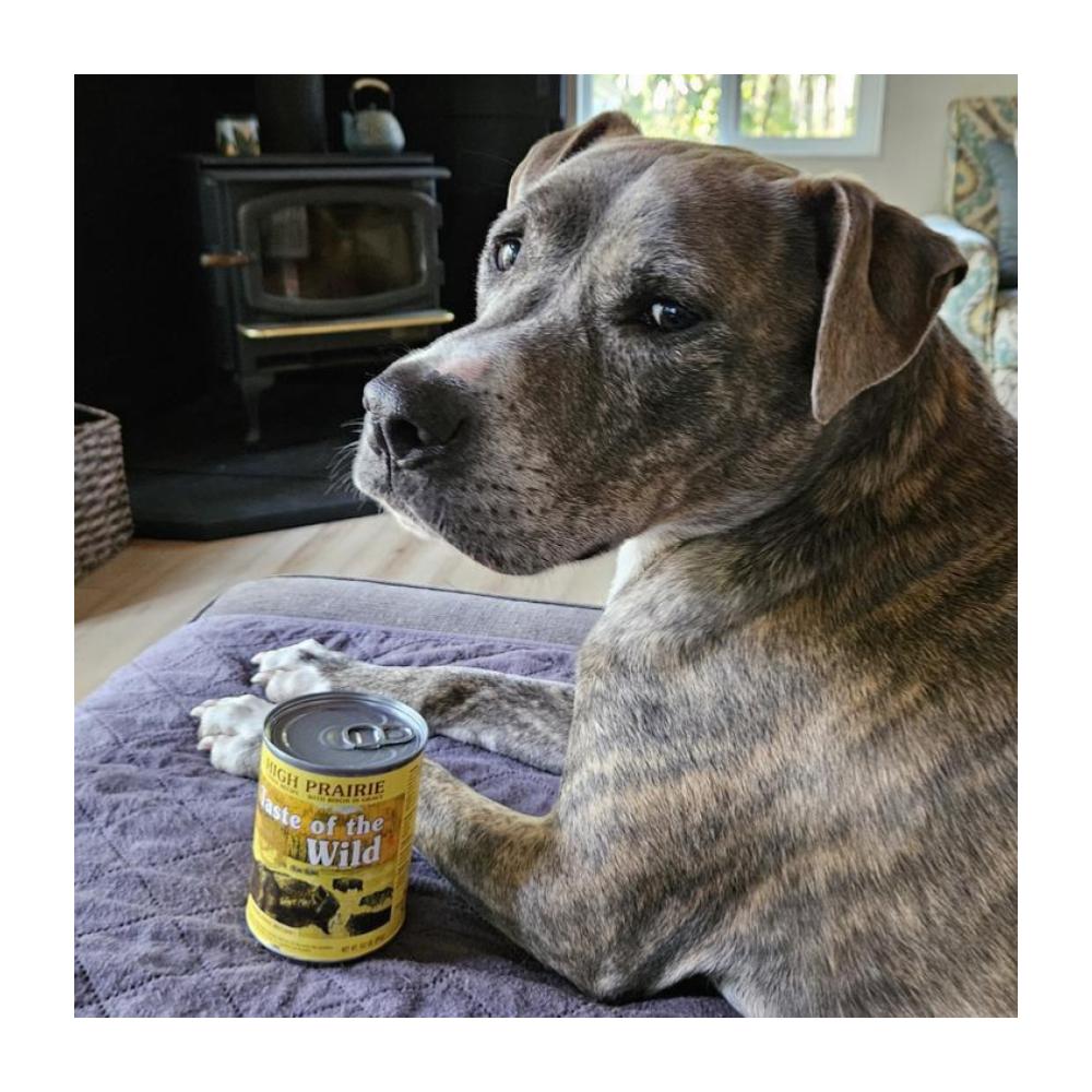 Taste of the Wild High Prairie Canine - Bisonte en salsa - Imagen 4