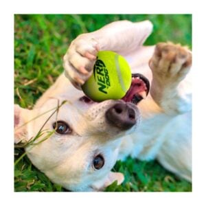 Nerf Dog Squeak Tennis Bal perro jugando
