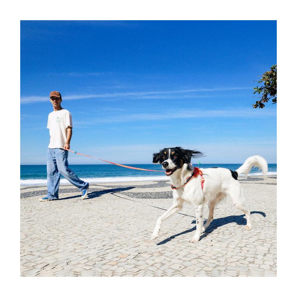 Correa zeedog extensible modelo Samba