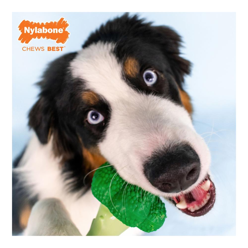 Nylabone Broccoli Bacon And Cheese Large - Juguete para Perros - Imagen 4