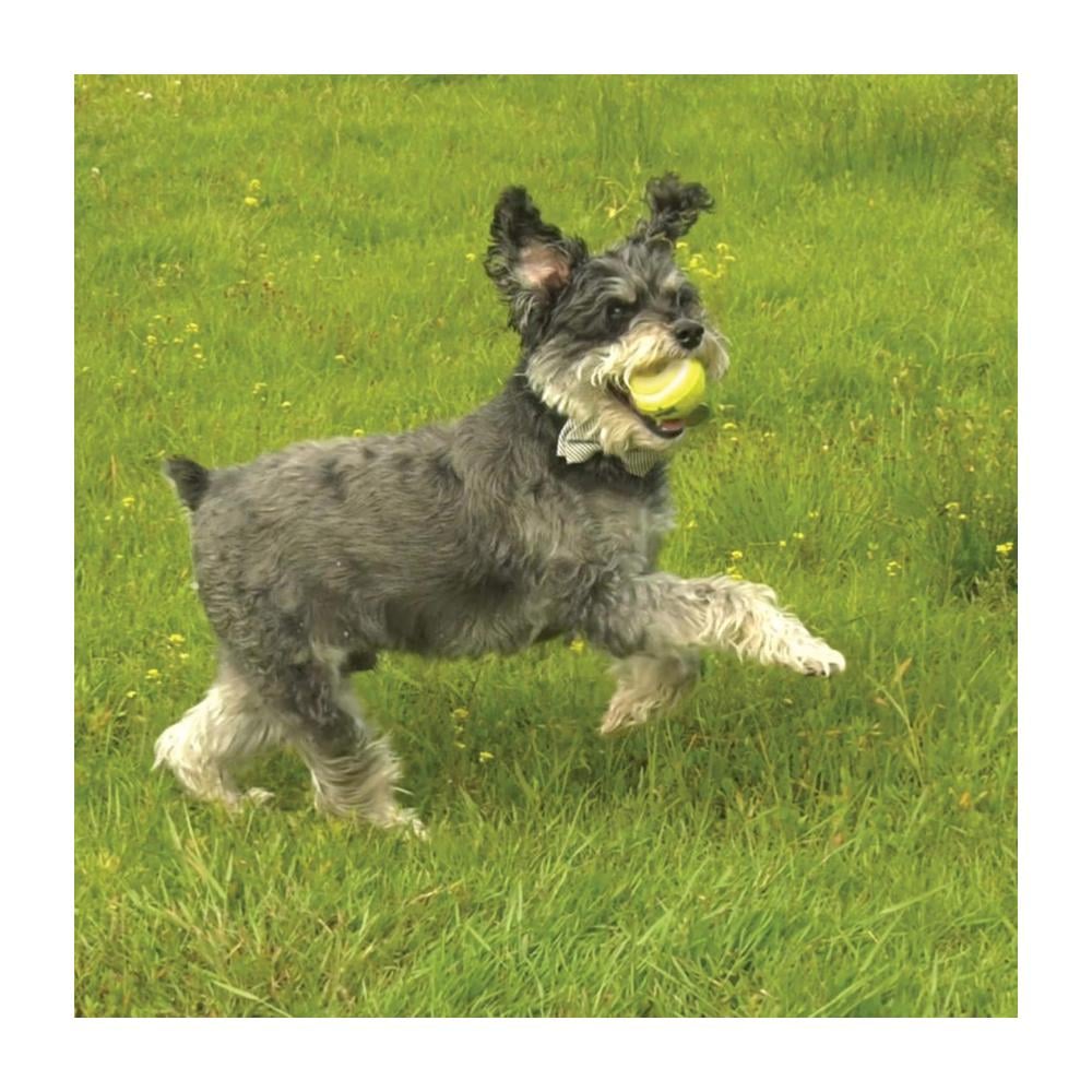 Nylabone Nyla Play Tennis Ball 3 Piezas - Juguete para Perros - Imagen 4