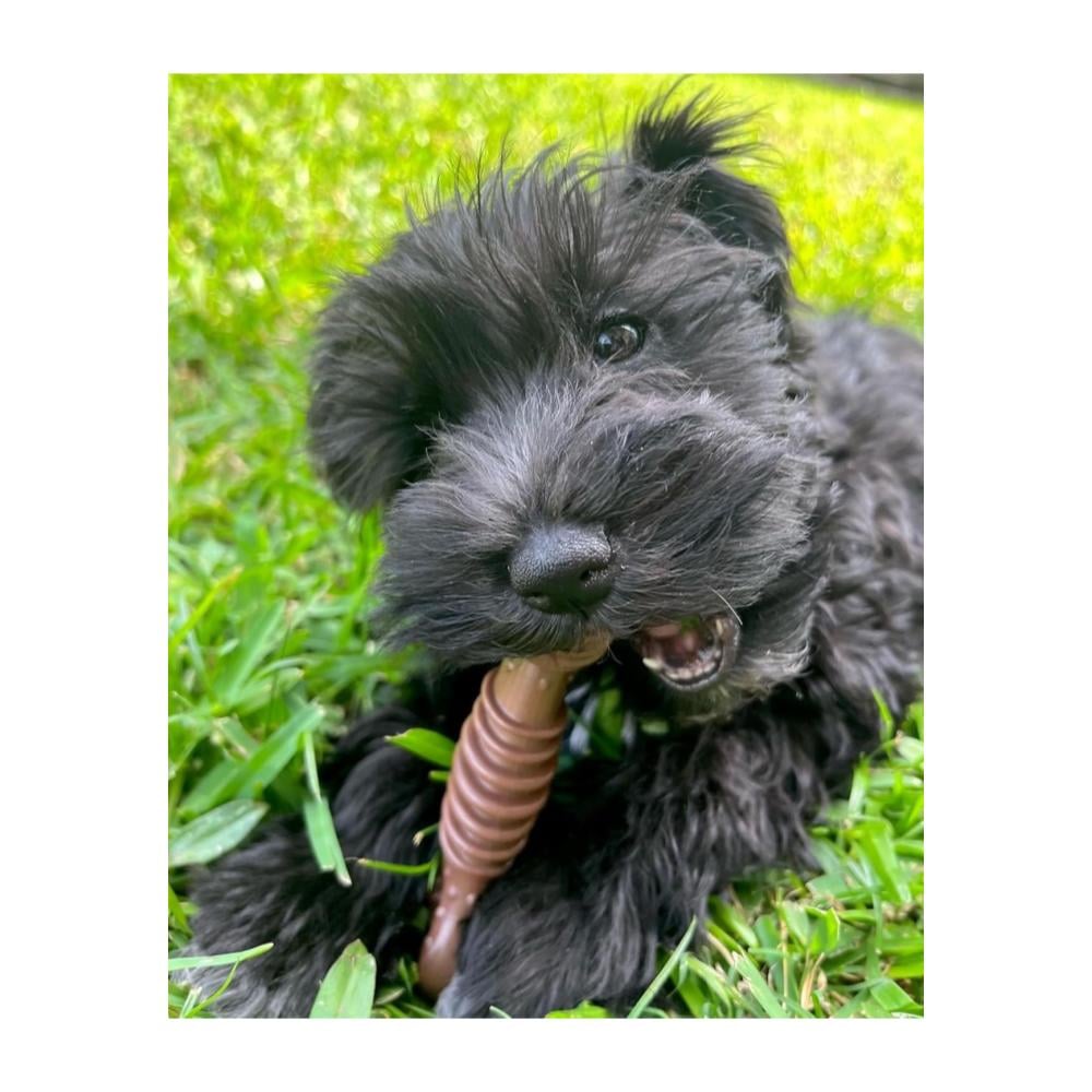 Nylabone Power Chew Textured Bone Flavor Medley Regular - Imagen 3