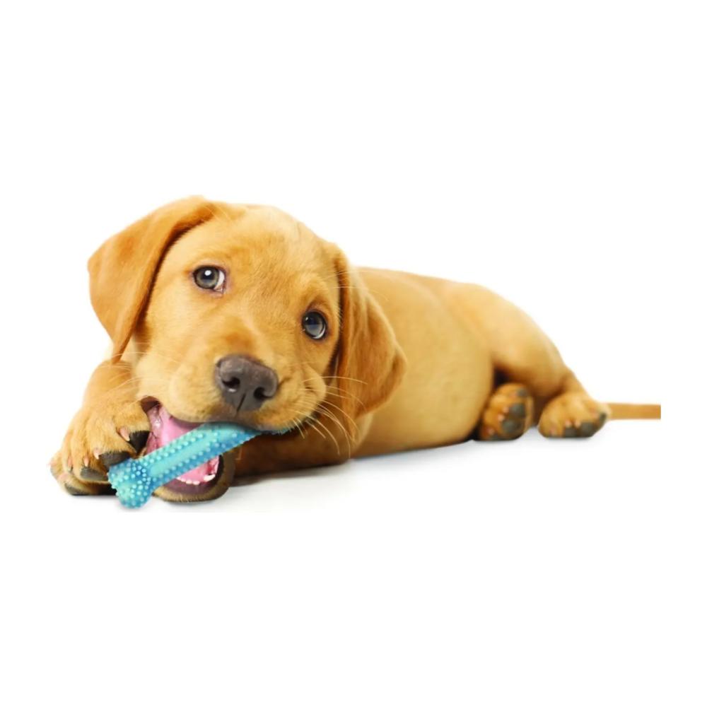 Nylabone Puppy Chew Blue Dental Bone Chicken Small - Juguete para Perros - Imagen 4