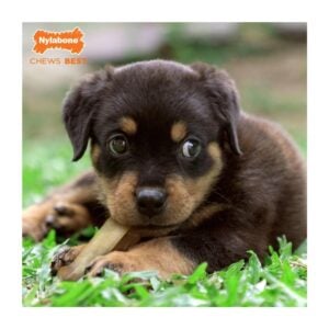 Nylabone Puppy Chew Bone Twin Pack Chicken XS