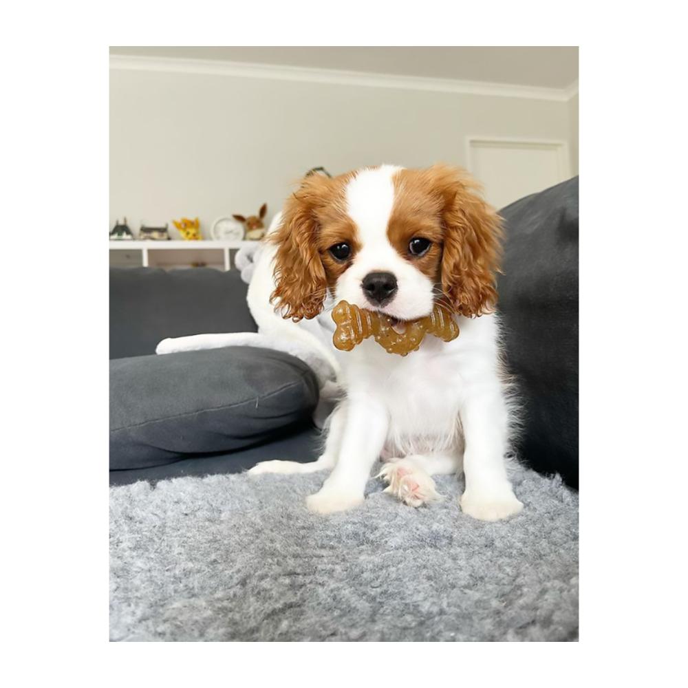 Nylabone Puppy Chew Ring Bone Chicken Small - Juguete para Perros - Imagen 3