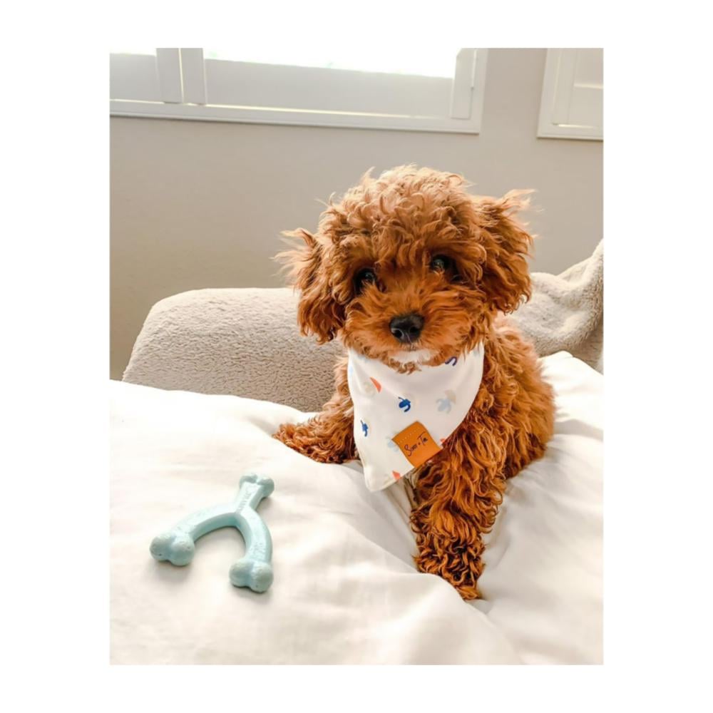 Nylabone Puppy Chew Wishbone Chicken Azul - Juguete para Cachorros - Imagen 5