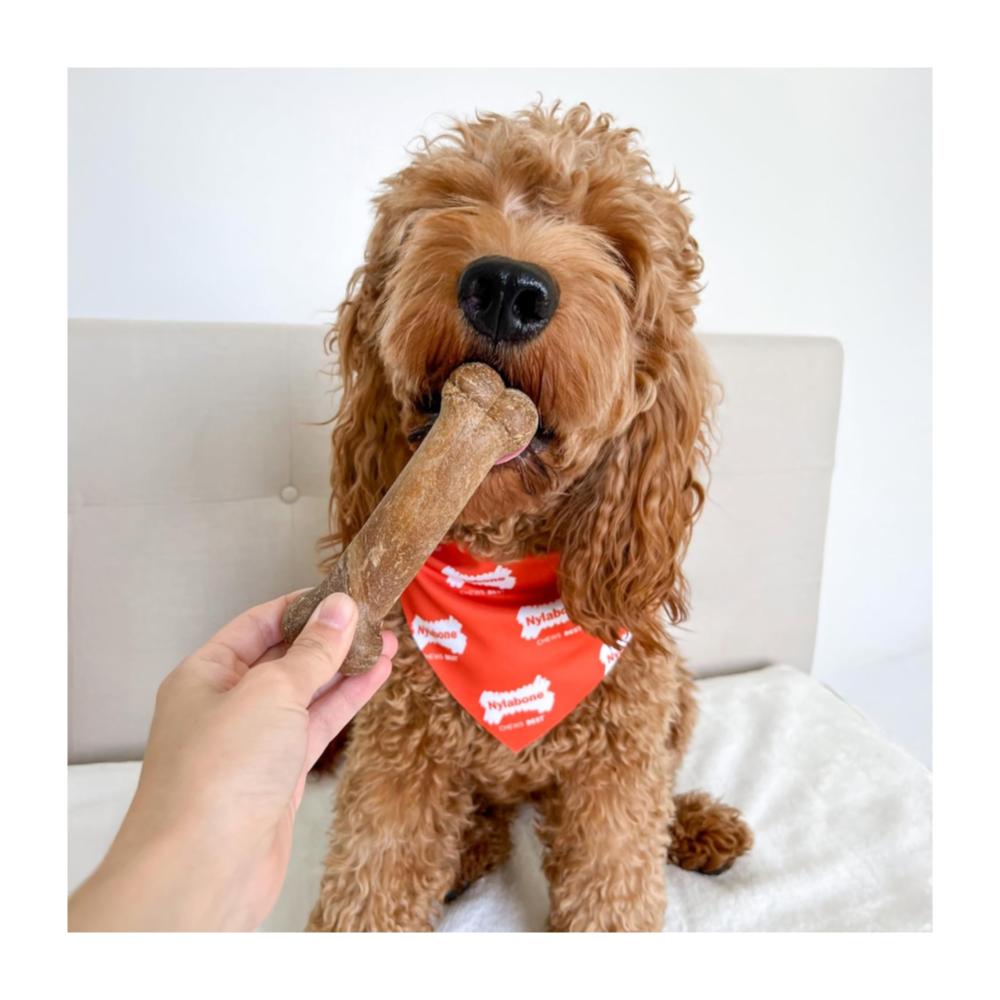 Nylabone Healthy Edibles Longer Lasting Bacon 44gr - Imagen 3