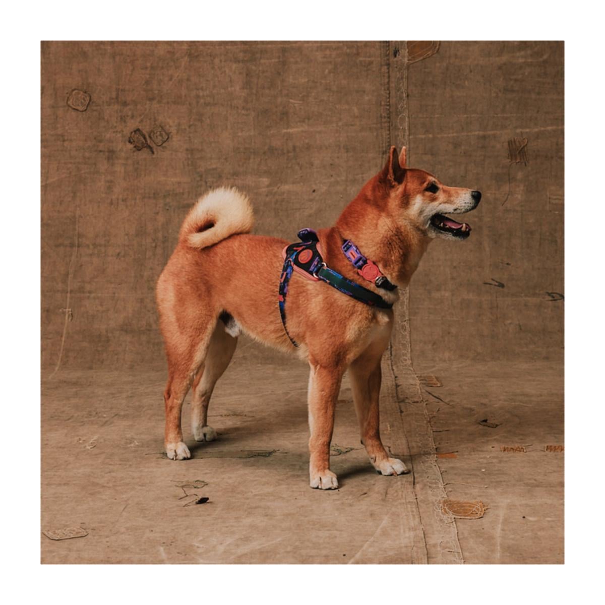 Zeedog X Reebok FlyHarness Court – Pechera para perros - Imagen 2