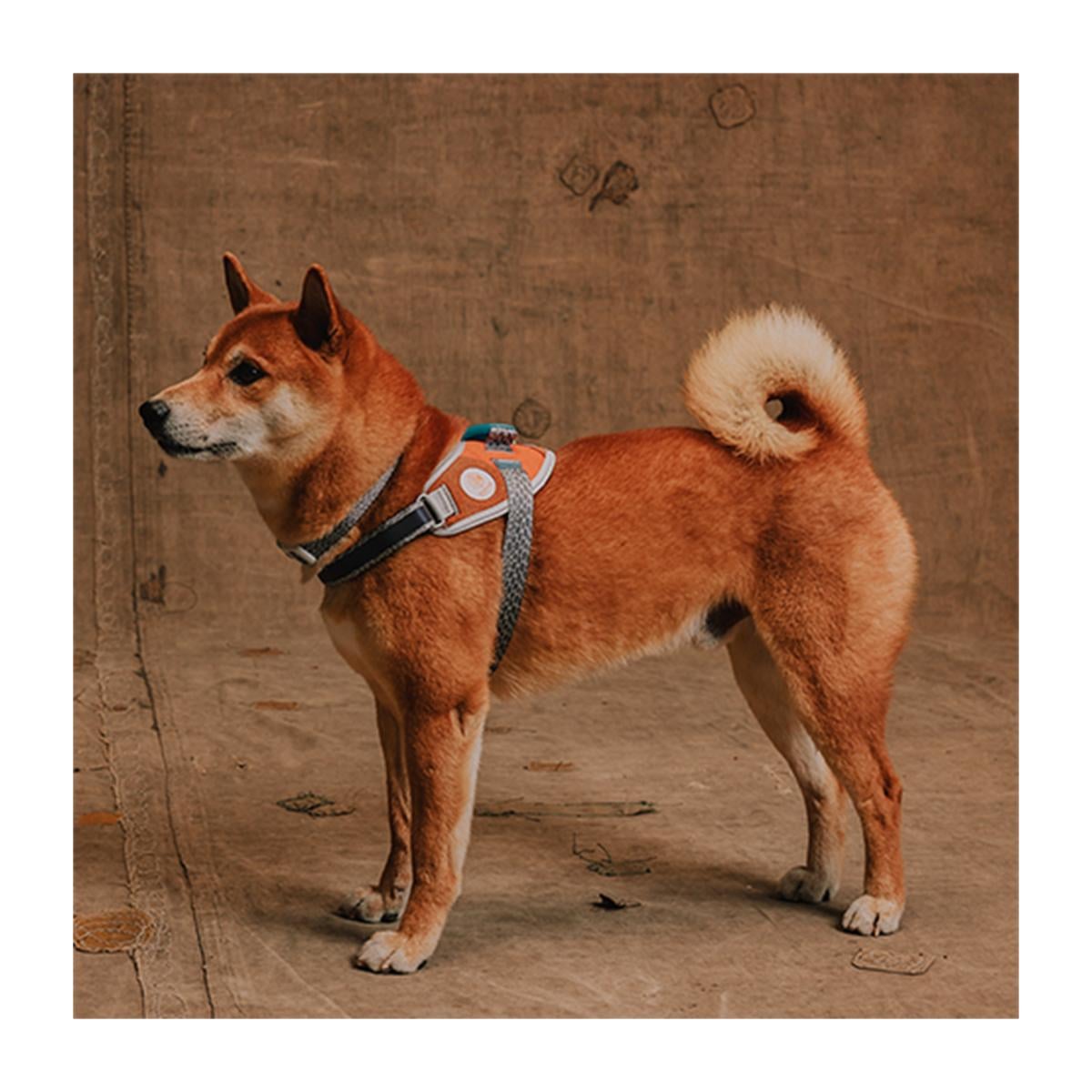 Zeedog X Reebok FlyHarness Suede Talla 4 – Pechera para perros - Imagen 2