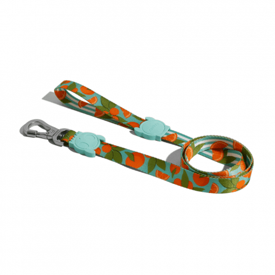 Zeedog correa para perros florida