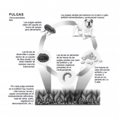 Información de la pipeta Zoetis Revolution