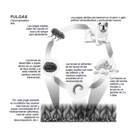 Información de la pipeta Zoetis Revolution